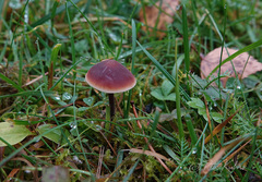 Macrocystidia cucumis cucumis