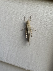 Trimerotropis verruculata