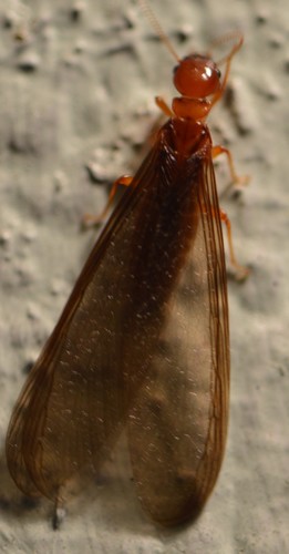 Pacific Dampwood Termite photo 6