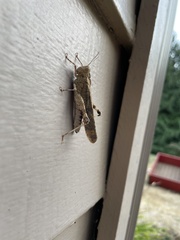 Trimerotropis verruculata