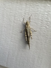 Trimerotropis verruculata