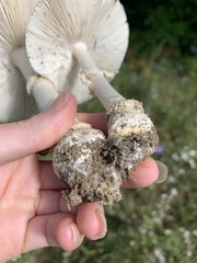 Amanita multisquamosa