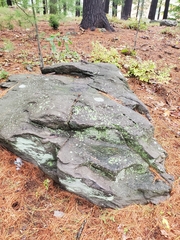 Flavoparmelia baltimorensis