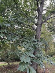 Castanea dentata