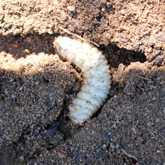 Scarabaeidae