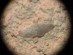 Idaea subsericeata