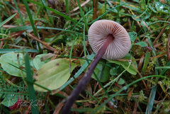 Macrocystidia cucumis cucumis