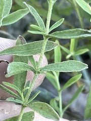 Eupatorium linearifolium