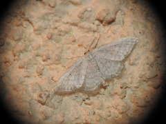 Idaea subsericeata