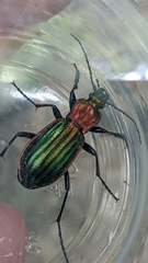Carabus lineatus lateralis