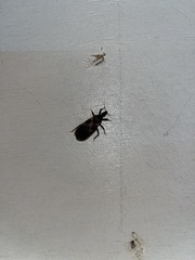 Triatoma