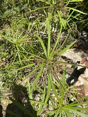 Cyperus alternifolius