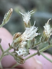 Eupatorium linearifolium