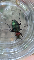 Carabus lineatus lateralis