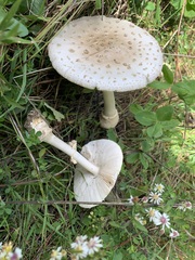 Amanita multisquamosa