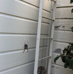 Araneus nordmanni