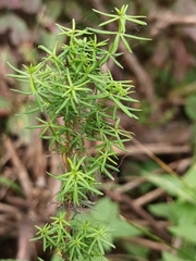Galium verum