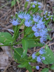 Praxelinae