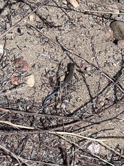 Aspidoscelis hyperythrus