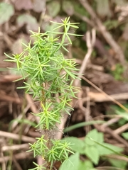 Galium verum