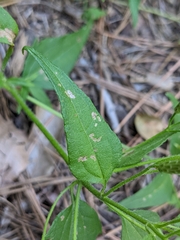 Praxelinae