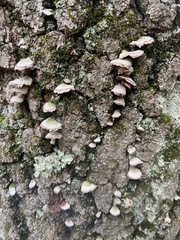 Trichaptum abietinum