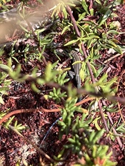 Aspidoscelis hyperythrus