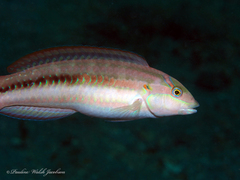 Halichoeres bivittatus