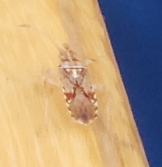 Belonochilus numenius