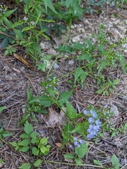 Praxelinae