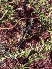 Aspidoscelis hyperythrus