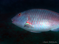 Sparisoma chrysopterum