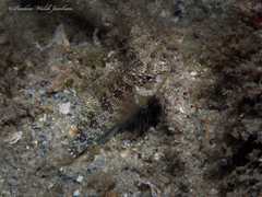 Malacoctenus macropus