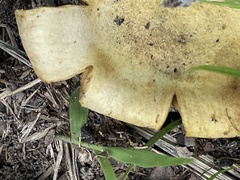 Scleroderma polyrhizum