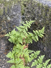 Cystopteris fragilis