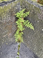 Cystopteris fragilis