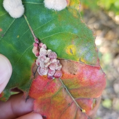 Callirhytis piperoides