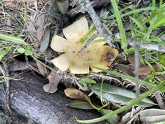 Scleroderma polyrhizum