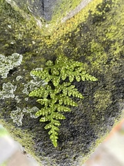 Cystopteris fragilis