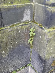 Cystopteris fragilis