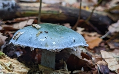 Stropharia aeruginosa
