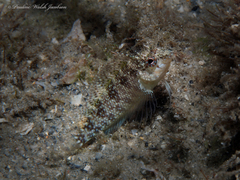 Malacoctenus macropus