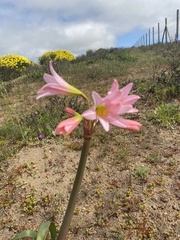 Zephyranthes advena