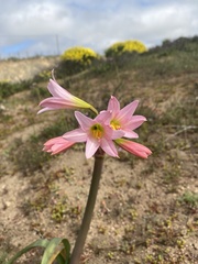 Zephyranthes advena