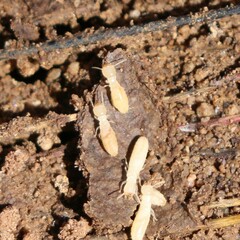 Reticulitermes hesperus