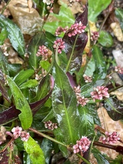 Persicaria maculosa