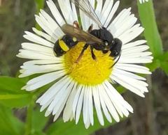 Cerceris