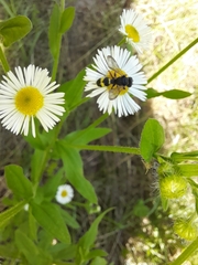 Cerceris