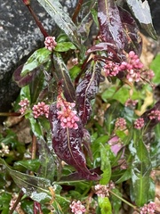 Persicaria maculosa