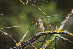Phylloscopus collybita